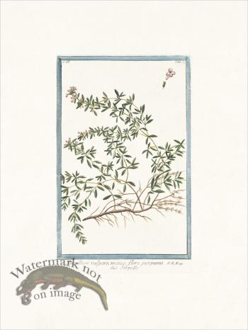 Bonelli 269 Wild Thyme